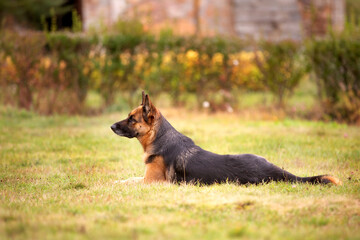 Adorable German shepherd lying down in the grass