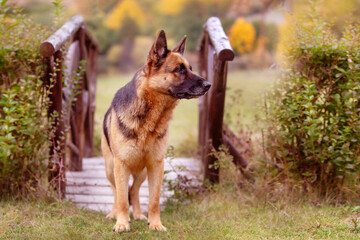 German shepherd on the small bridge