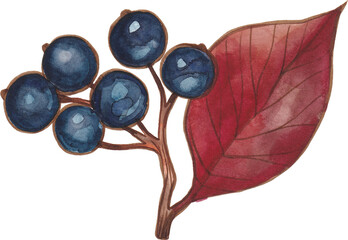 Watercolor colorfull autumn leaves with berries
