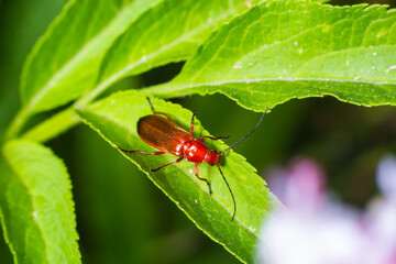 Rhagonycha fulva, the common red soldier beetle on a leaf of grass. Macro shot, beautiful blurred background