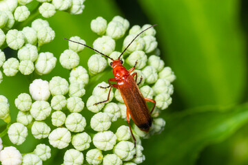 The common red soldier beetle Rhagonycha fulva, also misleadingly known as the bloodsucker beetle, is a species of soldier beetle Cantharidae