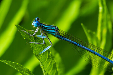 A blue featherleg damselfly, Platycnemis pennipes, resting on a plant, sunny day in summer