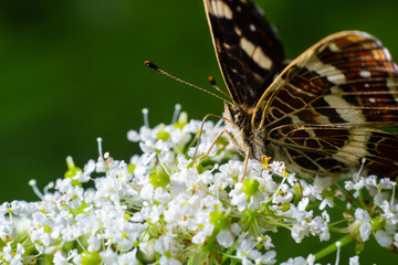Map butterfly Araschnia levana on giant hogweed blossoms