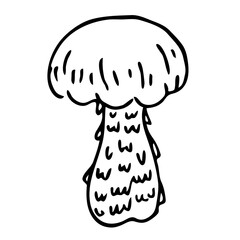 Mushroom illustration line art. PNG with transparent background.