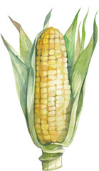 Watercolor, hand drawn illustrations of vegetables