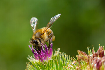 Bee on lesser burdock bud close-up view with selective focus on foreground