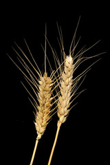 Ripe wheat on a black background