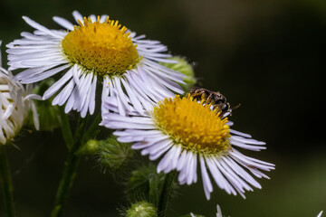 Closeup of a small wild bee on Annual Fleabane flower Erigeron annuus