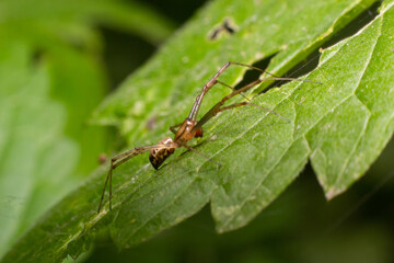 Natural Linyphia Triangularis Spider, summer sunny day natural environment. Macro Photo