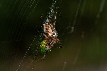 Baby spider Araneus diadematus on the web, summer sunny day natural environment
