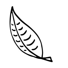 Botanical illustration with black thin line. PNG with transparent background. 