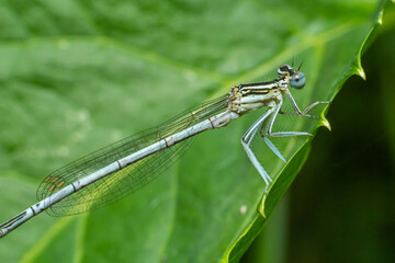 White legged damselfly or blue featherleg female sitting on a leaf of grass. Side view, close up. Blurred light natural background. Genus species Platycnemis pennipes