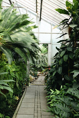 Inside greenhouse with tropical plants, rainforest vegetation. Botanical conservatory interior with evergreen tropic palms and fern. 