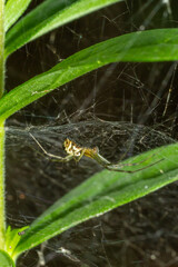 Natural Linyphia Triangularis Spider, summer sunny day natural environment. Macro Photo