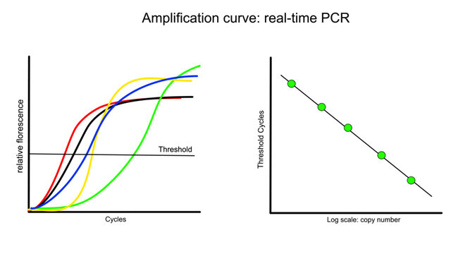 The amplification curve of target DNA detection with real-time PCR technique that represent the two type of analytical graph: normal curve and log scale