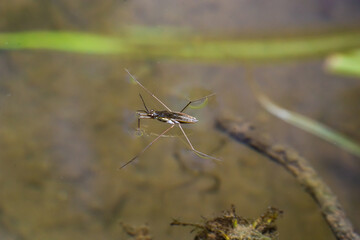 A common water strider Gerris lacustris on a green water surface