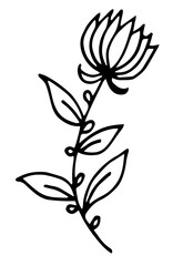 Botanical illustration with black thin line. PNG with transparent background. 