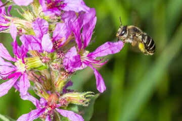 Bee colecting polen from a Greater burdock Arctium lappa flower closeup