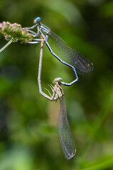 White legged damselfly or blue featherleg male, sitting on a dry stalk of grass, closeup. Genus...