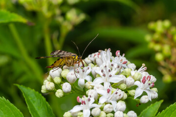 Common scorpionfly-Panorpa communis female sitting on white flower