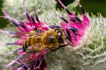 Bee on lesser burdock bud close-up view with selective focus on foreground