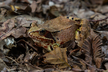 Common frog or grass frog Rana temporaria brown leaves