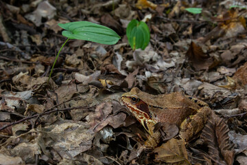 Common frog or grass frog Rana temporaria brown leaves