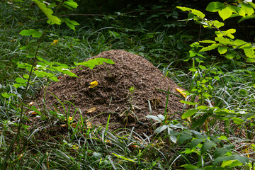 An anthill in the summer forest. Summer view of the forest of a large anthill. The design of the nest consists of pine needles stacked on top of each other