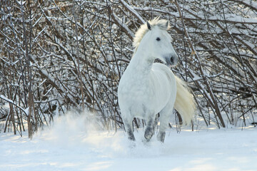 White horse runs gallop in winter farm