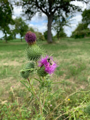 A bee sits on a flowering thistle, boudyak