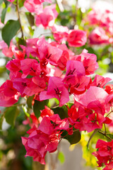 鮮やかなブーゲンビレア