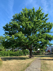 Lonely shop under a sprawling large tree. Front view