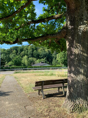 Lonely bench under a tree. Back view