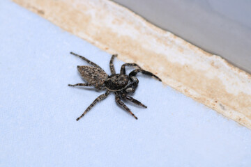 little jumping spider macro photo