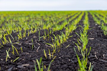 winter wheat sprout in the field close-up