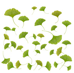 green ginkgo biloba leaves isolated on transparent background