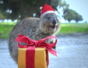 Smiling quokka in Santa hat with Christmas gift box, composite