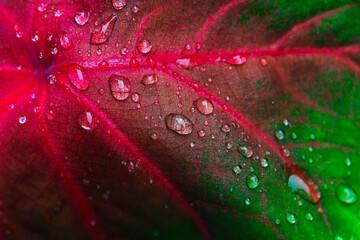 water drops on tropical foliage, purity nature background