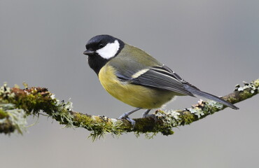 Obraz premium Great tit close-up, Wales