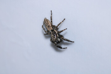 little jumping spider macro photo