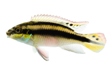 Pelvicachromis pulcherii on White Background