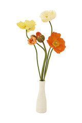 Fototapeta premium Beautiful poppy flowers in small ceramic vase isolated on transparency photo png file 