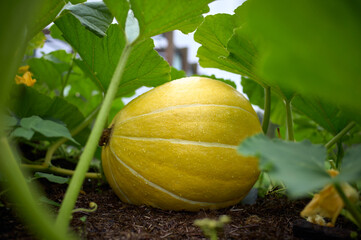 A large yellow pumpkin ready for harvest growing in a vegetable plot in a UK garden.
