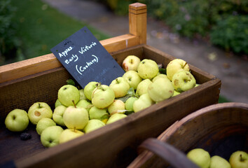 A wooden crate, barrow filled with ripe green apples from orchard farm wind fall on a wet autumn...