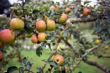 Ripe green and red apples ready to harvest from a fruit tree branch in an orchard on a wet autumn day.
