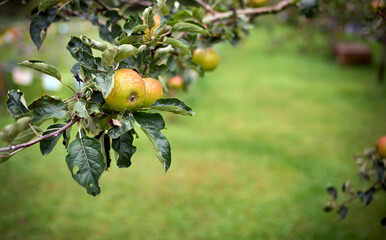 Ripe green and red apples ready to harvest from a fruit tree branch in an orchard on a wet autumn day.