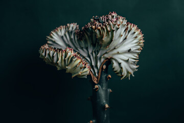 Euphorbia lactea on green background. Abstract