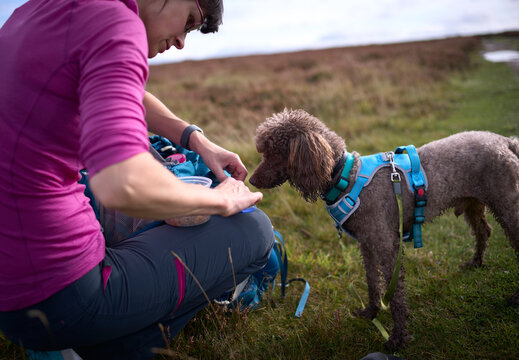 A female hiker taking care of their dog on a long walk by feeding them their dinner during the walk in the countryside, England, UK.