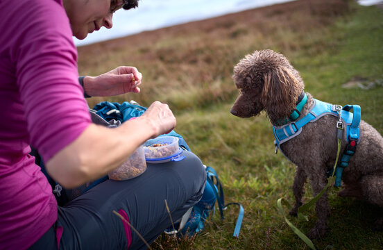 A female hiker taking care of their dog on a long walk by feeding them their dinner during the walk in the countryside, England, UK.
