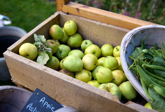 A wooden crate, barrow filled with ripe green apples from orchard farm wind fall on a dry autumns day.